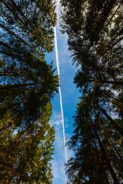 Magas fákat nézegetek az erdőben. A repülőgőz nyomvonala látható a kék égen... - Fotó, kép