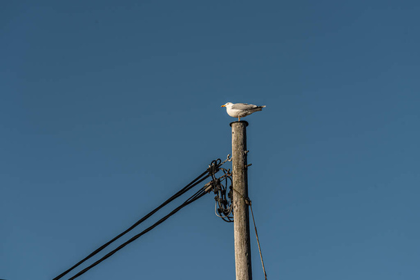 Gaviota sentada en la cima de un poste de poder.. - Foto, Imagen