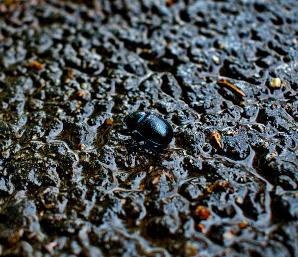 escarabajo en la carretera, Kasperk, Kasperske hory, Checa - Foto, Imagen