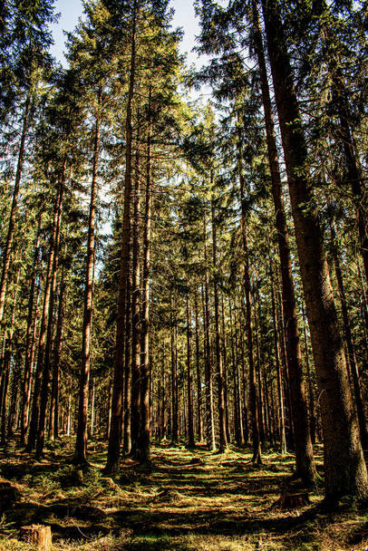 foresta in autunno, Plzen - Foto, immagini