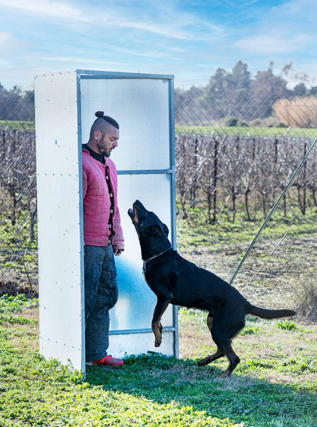 Schäferhund aus Beauce trainiert in der Natur für Sicherheit - Foto, Bild
