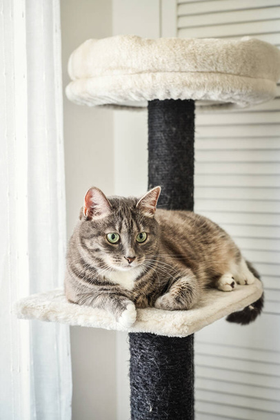 Gray tabby cat relaxing at the cat tree scratching post or activity centre for cat, closeup. - Foto, immagini