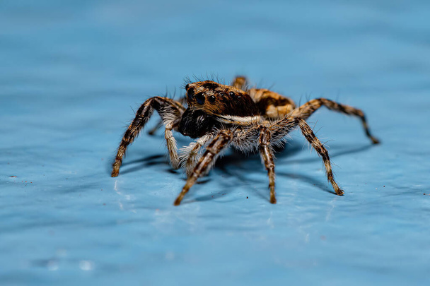Adult Female Gray Wall Jumping Spider of the species Menemerus bivittatus - Photo, Image