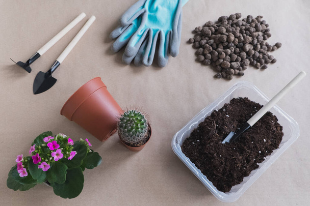 Flache Kakteen-Pflanze auf handwerklichem Hintergrund, kleine Gartengeräte und Kaktus ohne Blumentopf - Foto, Bild