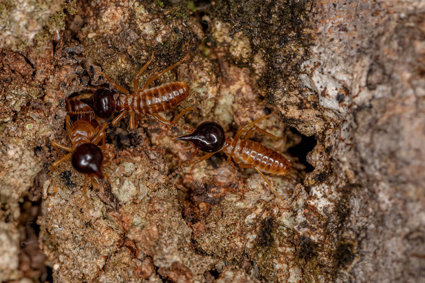 Aikuiset Nasute termiitit sukuun Nasutitermes - Valokuva, kuva