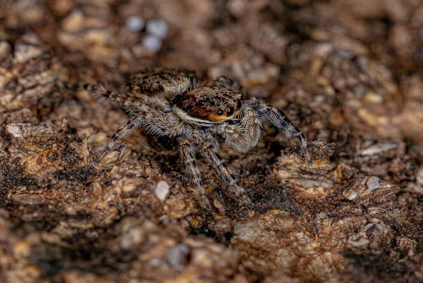 Small Male Gray Wall Jumping Spider of the species Menemerus bivittatus - Photo, Image