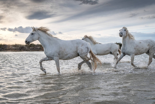 Białe konie galopują po wodzie w Camargue we Francji.. - Zdjęcie, obraz