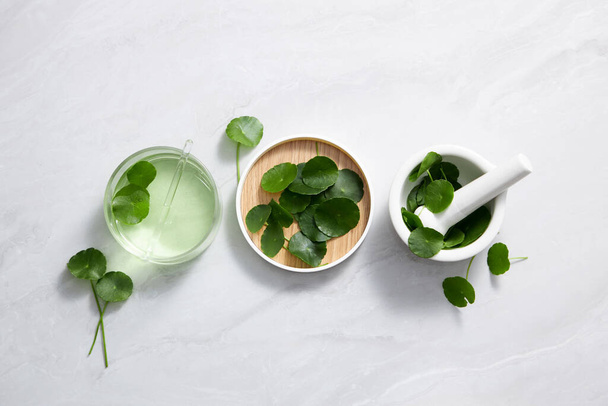 Background Centella asiatica for Biological experiment Centella asiatica (Gotu kola) leaves and green water in biological test tubes. Production of cosmetics based on Centella asiatica - 写真・画像