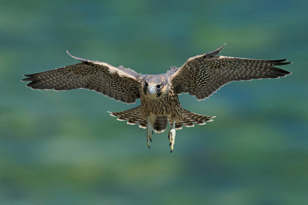 Wanderfalke (Falco peregrinus) in seiner natürlichen Umgebung in Dänemark - Foto, Bild
