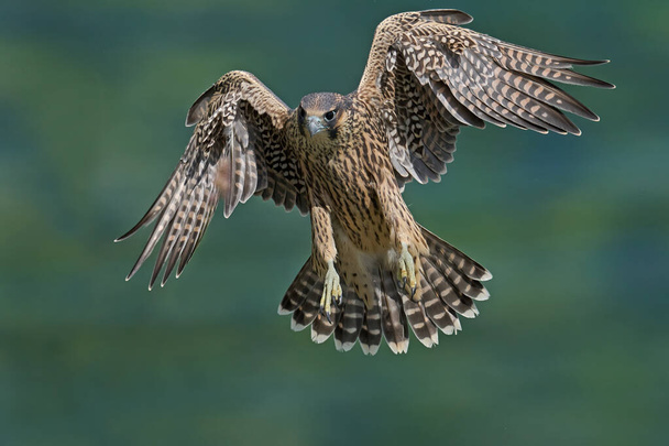 Halcón peregrino (Falco peregrinus) en su entorno natural en Dinamarca - Foto, imagen