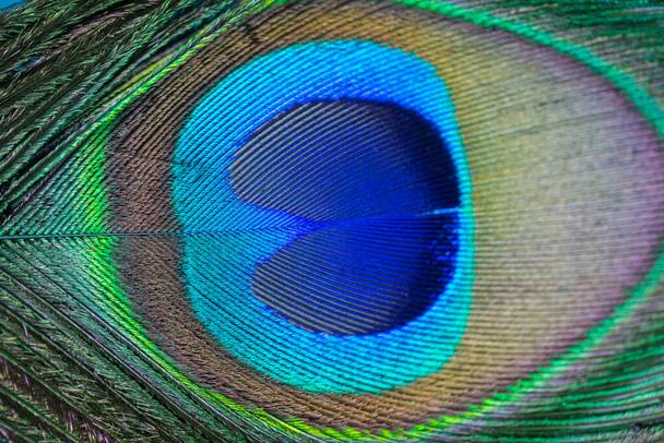 Close up Peacock feathers background - Photo, Image