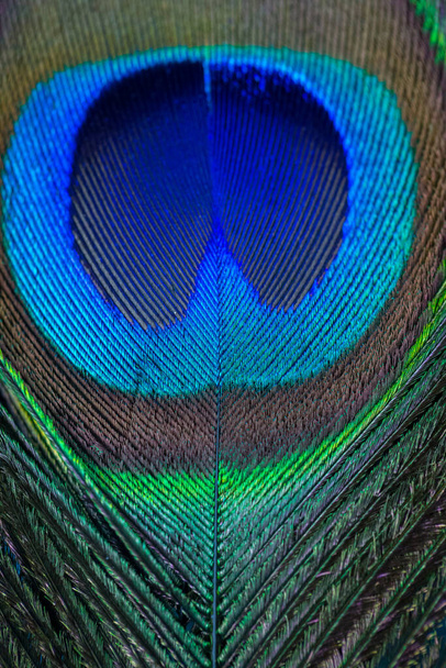 Zamknij Peacock pióra tle - Zdjęcie, obraz