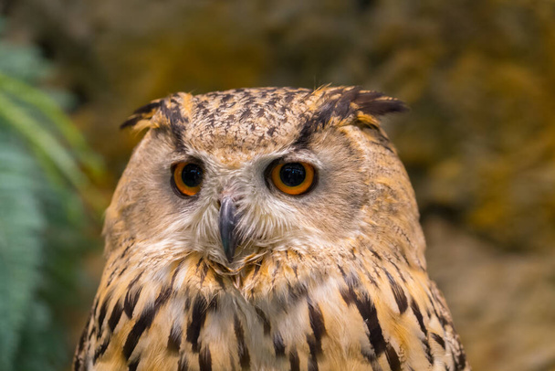 Close up of face lovely owl with big eye on blur background - Photo, Image