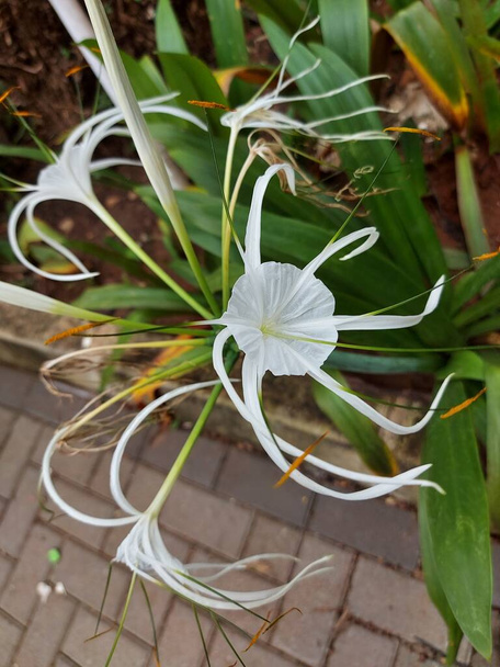 Selective focus of beach spider lily or qymenocallis speciosa - Photo, Image