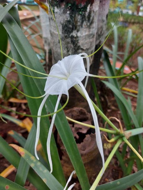 Selective focus of beach spider lily or qymenocallis speciosa - Photo, Image
