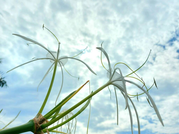 Селективный фокус пляжной паутинной лилии или qymenocallis speciosa - Фото, изображение