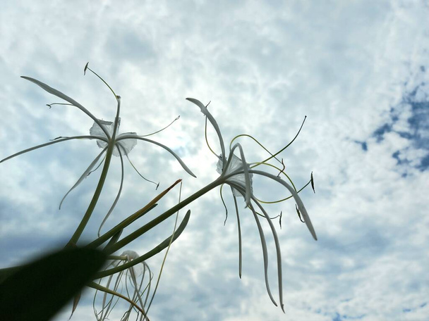 Valikoiva painopiste rantahämähäkki lilja tai qymenocallis speciosa - Valokuva, kuva