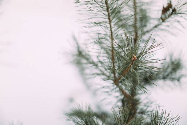 Coniferous long needles of a winter tree - Foto, afbeelding