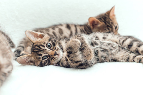 Three cute bengal kittens laying on a furry white blanket. - 写真・画像