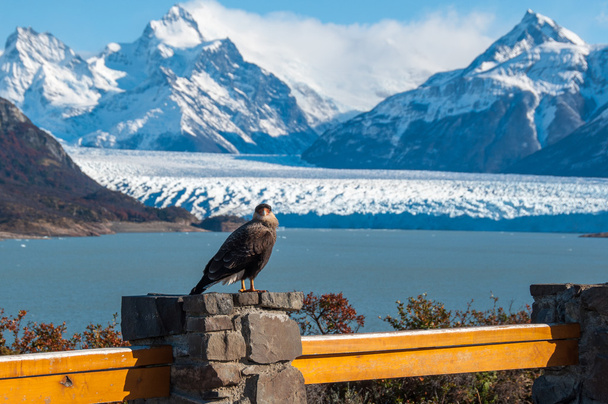 Pássaro do Caracara posando em frente ao Glaciar Perito Moreno, Argentin
 - Foto, Imagem