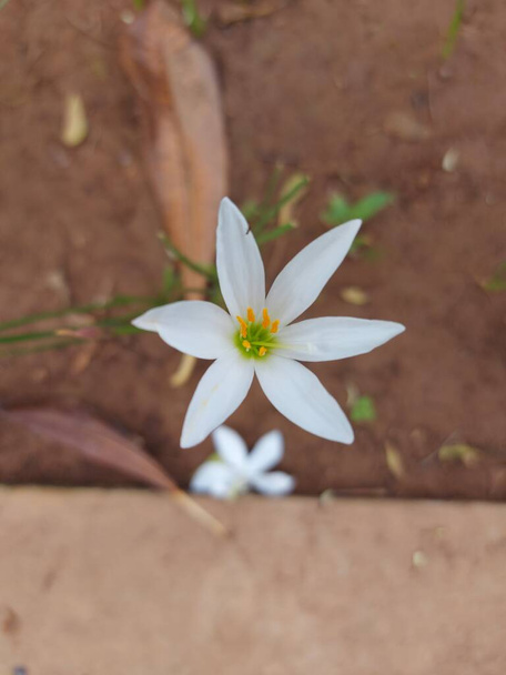 bloem van Zephyranthes candida of herfst zephyrlily of witte windbloem of witte regen lelie of Peruaanse moeras lelie of regen lelie jarum - Foto, afbeelding
