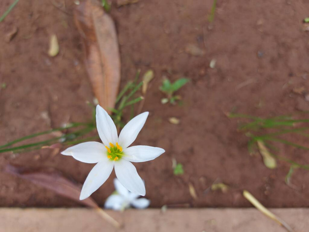 kukka Zephyranthes candida tai syksyllä zephyrlily tai valkoinen tuulikukka tai valkoinen sade lilja tai Perun suo lilja tai sade lilja jarum - Valokuva, kuva
