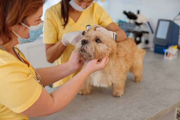 Photo de l'examen de routine du chien au cabinet du médecin - Photo, image