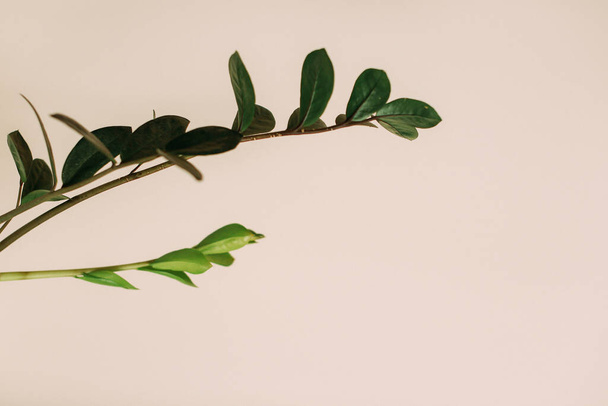 Dark green leaves, green leaves background, abstract natural background - Foto, Imagem
