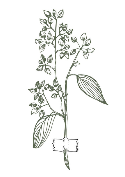 Vektorillustration eines Astes eines Baumes mit Blättern - Vektor, Bild