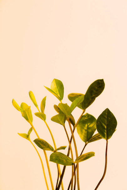 Tropical green leaf background, Dark tone theme. Living with the nature - Zdjęcie, obraz
