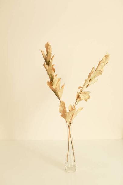 Hermosa rama beige de una planta auditiva de primer plano, fondo de enfoque suave - Foto, Imagen