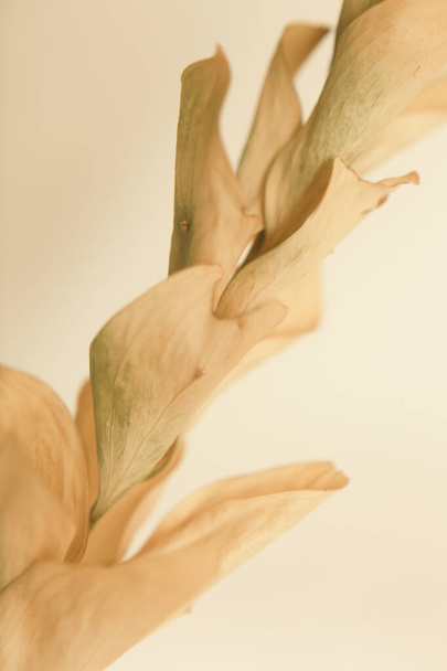 Beautiful beige branch of an auditory plant close-up, soft focus background - Fotó, kép