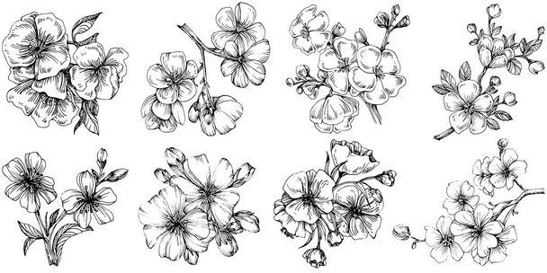 Sakura flower. Floral botanical flower. Isolated illustration element. Vector hand drawing wildflower for background, texture, wrapper pattern, frame or border. - Vector, Imagen
