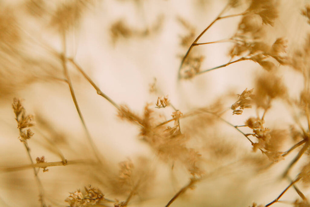 Dry twigs, herbarium macro photography, soft focus background - Foto, Imagen
