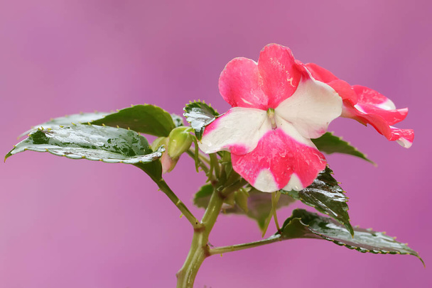 Bahçe balsamı tohumu çiçeklerinin güzelliği mükemmel bir şekilde çiçek açar. Bu çiçekli bitkinin bilimsel adı Impatiens Wallerina..  - Fotoğraf, Görsel