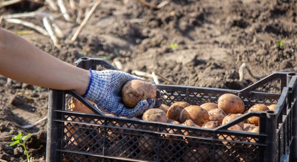 Freshly harvested organic potato crop. Farmer in the garden. selective focus - Photo, Image