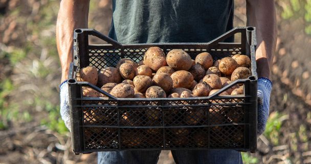 Freshly harvested organic potato crop. Farmer in the garden. selective focus - Photo, Image