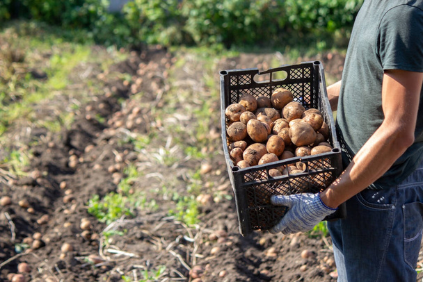 Freshly harvested organic potato crop. Farmer in the garden. selective focus - Valokuva, kuva