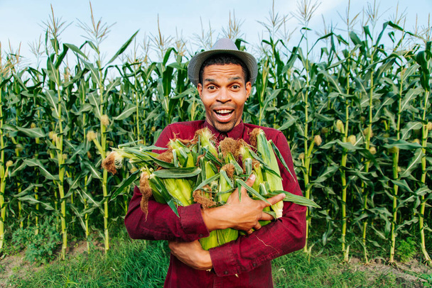 cheerful young black farmer man looking at camera and gathering corn on field. - Foto, Bild
