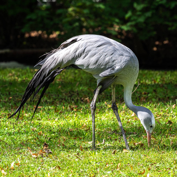 ブルークレイン(Blue Crane, Grus paradisiea)は、南アフリカに固有の絶滅危惧種である。南アフリカの国鳥です。 - 写真・画像