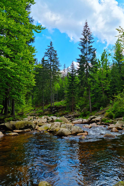A picturesque mountain river flows over rocks in a green forest - 写真・画像