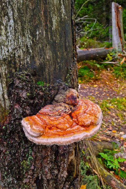 En el tronco de un árbol viejo crece un hongo en el bosque - Foto, Imagen
