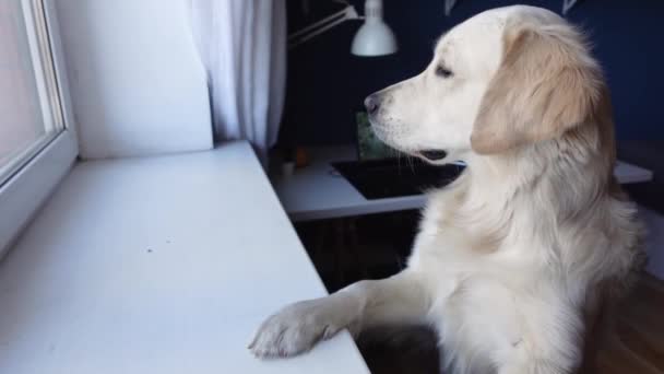 Νεαρό σκυλί Golden Retriever στέκεται στα πίσω πόδια του και κοιτάζει έξω από το παράθυρο - Πλάνα, βίντεο