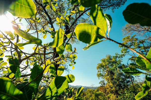 arbres et feuilles vertes au printemps pendant la journée - Photo, image