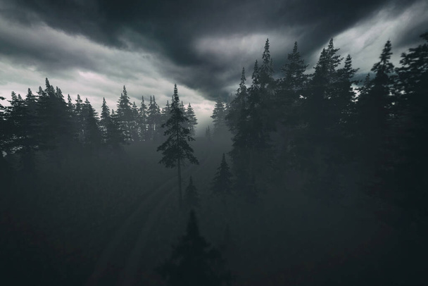 Dirt road with tire tracks in dark misty pine forest under a cloudy sky. Aerial. 3D render. - Foto, immagini
