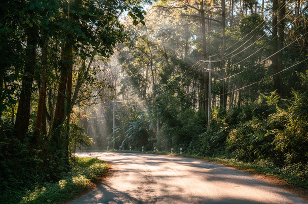 Sunlight through tropical rainforest on winding road in national park at countryside - Fotó, kép