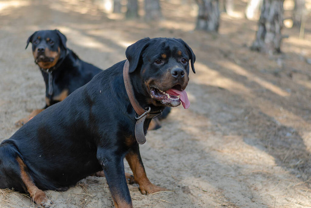 Dois grandes cães pretos sentam-se num caminho na floresta. Um macho e uma fêmea Rottweiler descansam enquanto caminham. Sem trelas. Animais de estimação. Não há pessoas. Foco seletivo. - Foto, Imagem