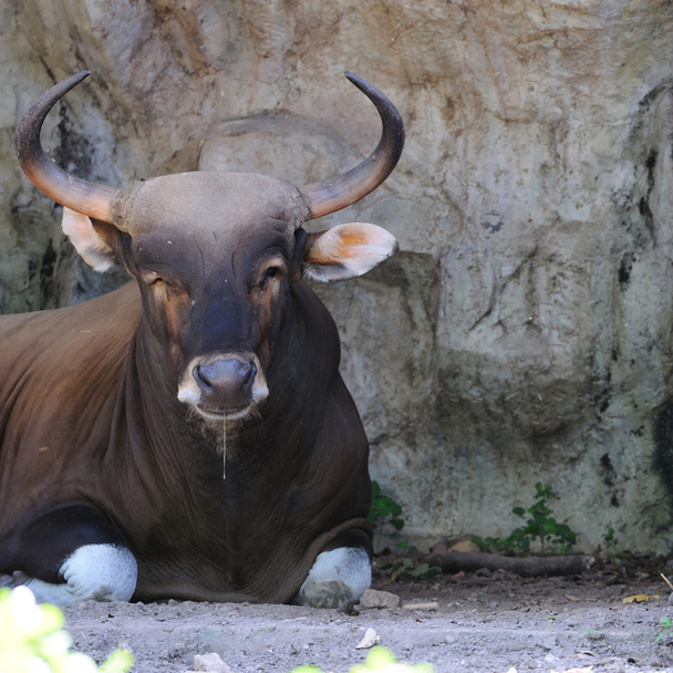 Retrato vaca negra con bonito cuerno
 - Foto, imagen