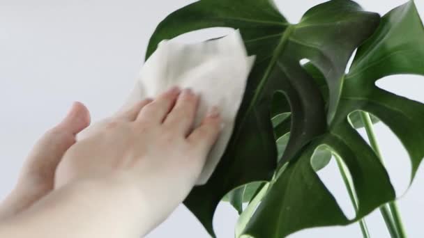 La donna si prende cura della pianta della casa Monstera. Le mani stanno spolverando le grandi foglie verdi della pianta. Trendy fiore in vaso per interni minimalisti. - Filmati, video