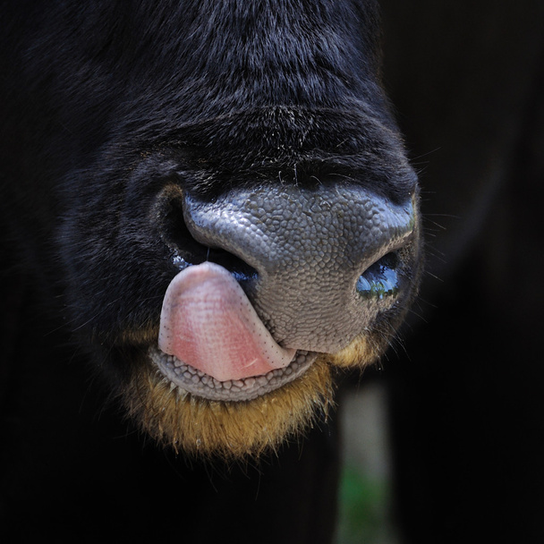 krowa lizanie - Zdjęcie, obraz